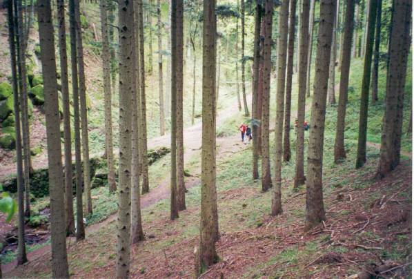 la for�t alsacienne