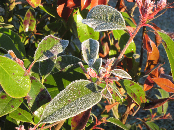 Plante grasse en for�t de Fontainebleau