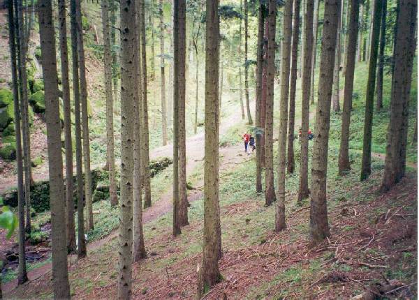 Randonn�e en Alsace, en descendant du mont Saint Odile