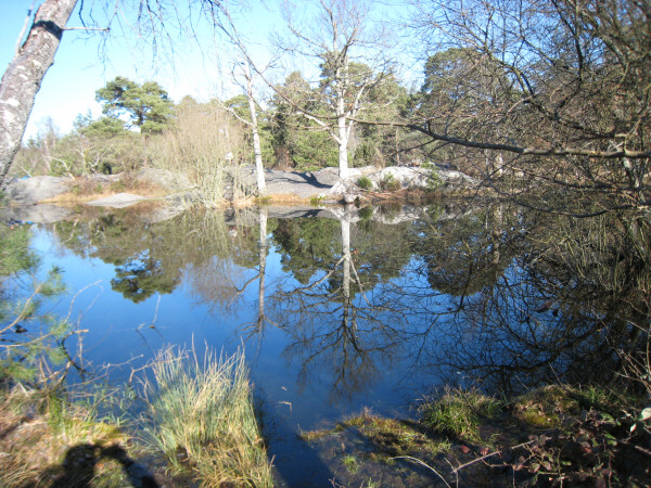 Soleil et eau en for�t de Fontainebleau